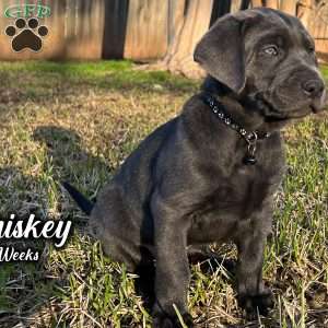 Whiskey, Charcoal Labrador Retriever Puppy